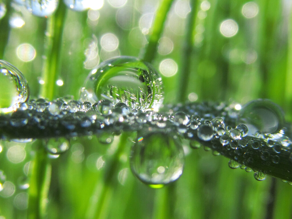 葉っぱに水滴